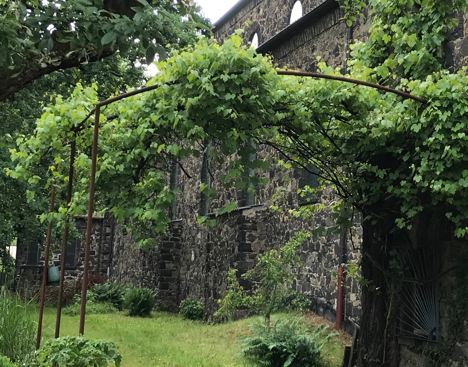  Weinrebe hinter der Marienkirche © Friedel Ritter